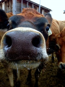 Curious cows love putting their noses into everyone's business!