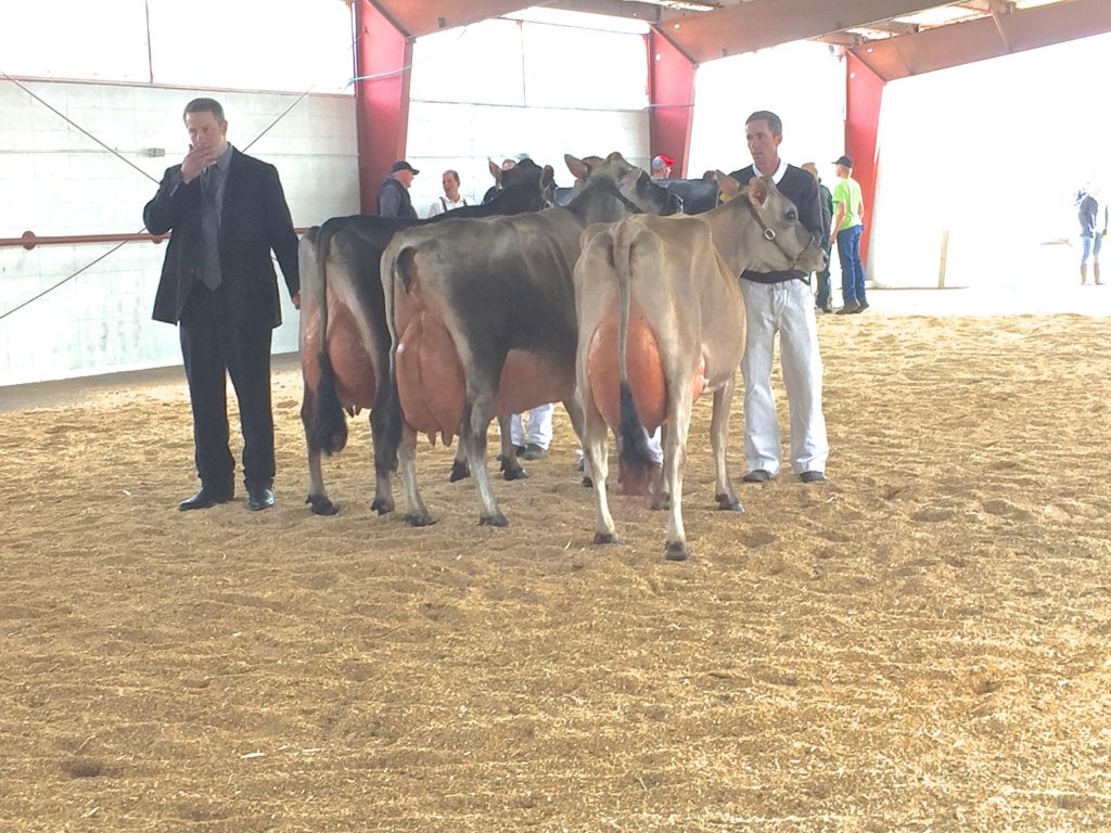 The Senior Champion class was tough, but Daloris's aged cow was so tall Dale couldn't see over her.